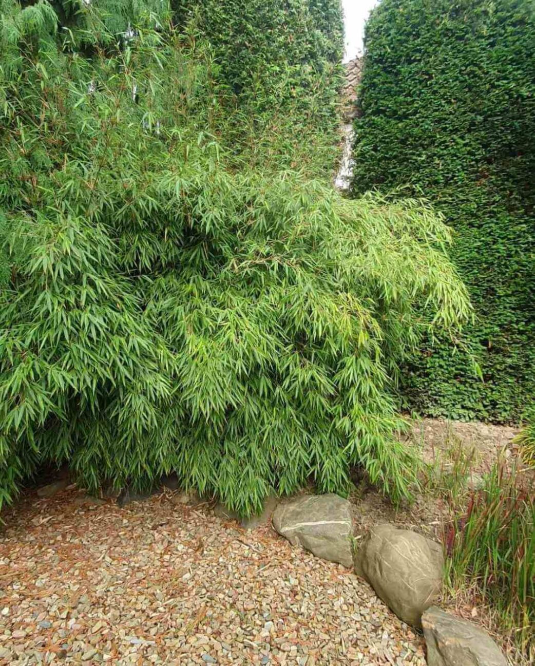 Voorbeeld van een volgroeide fargesia rufa in een achtertuin.