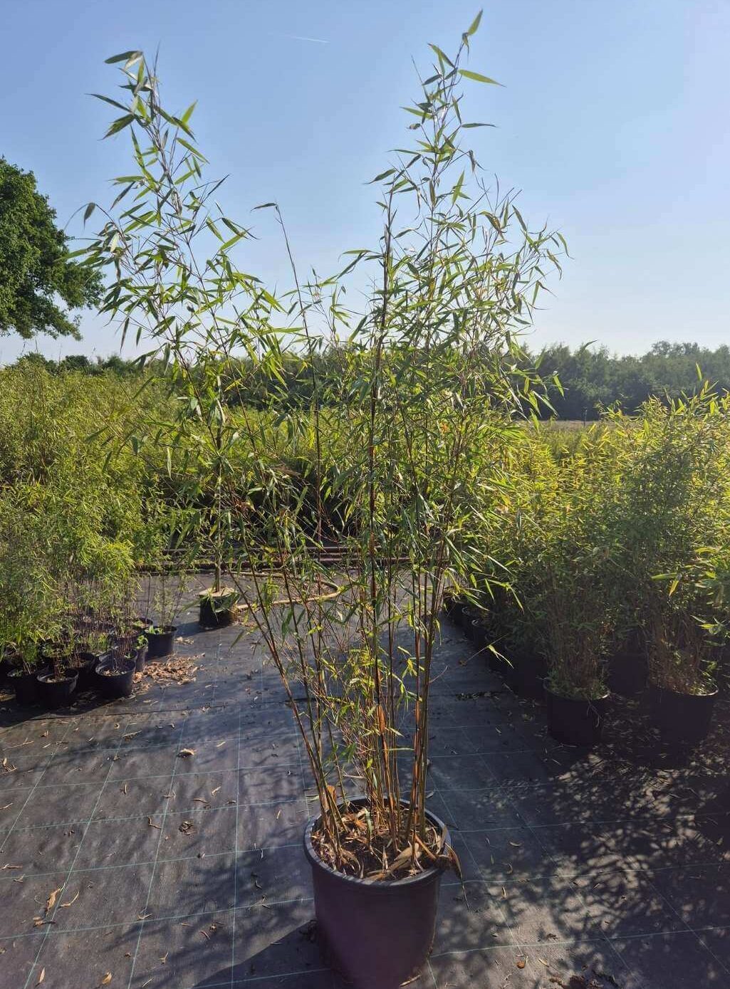 Fargesia Asian Wonder. Een niet woekerende bamboe in 25L pot met een hoogte van 175 of meer centimeter.