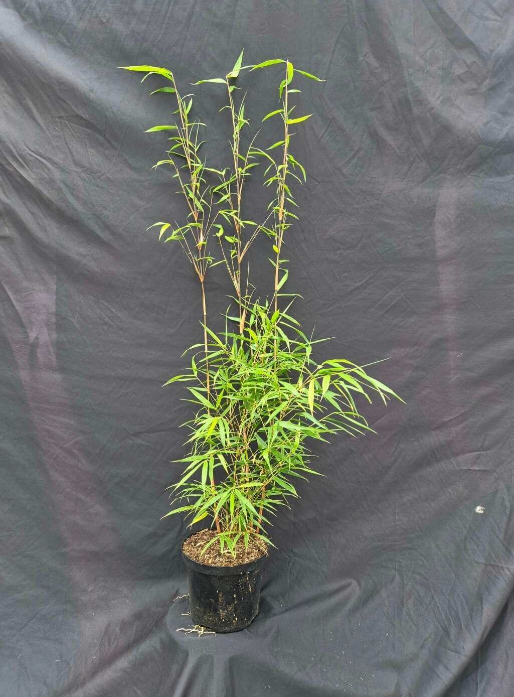 scabrida asian wonder 25liter container, hoogte 200 CM