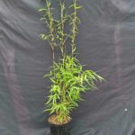 Fargesia Asian Wonder Bamboe 25L - 200+ cm
