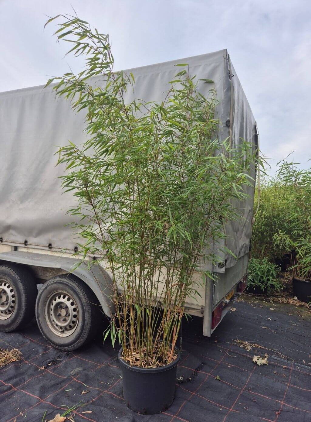 scabrida asian wonder 35liter container, hoogte 175 CM