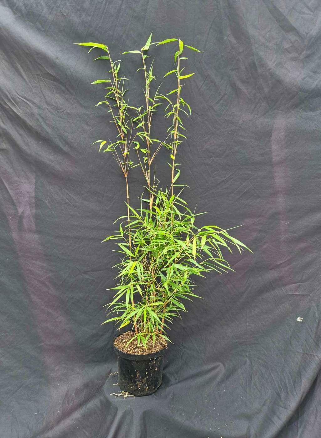 Fargesia Asian Wonder Bamboe 35L – 200+ cm