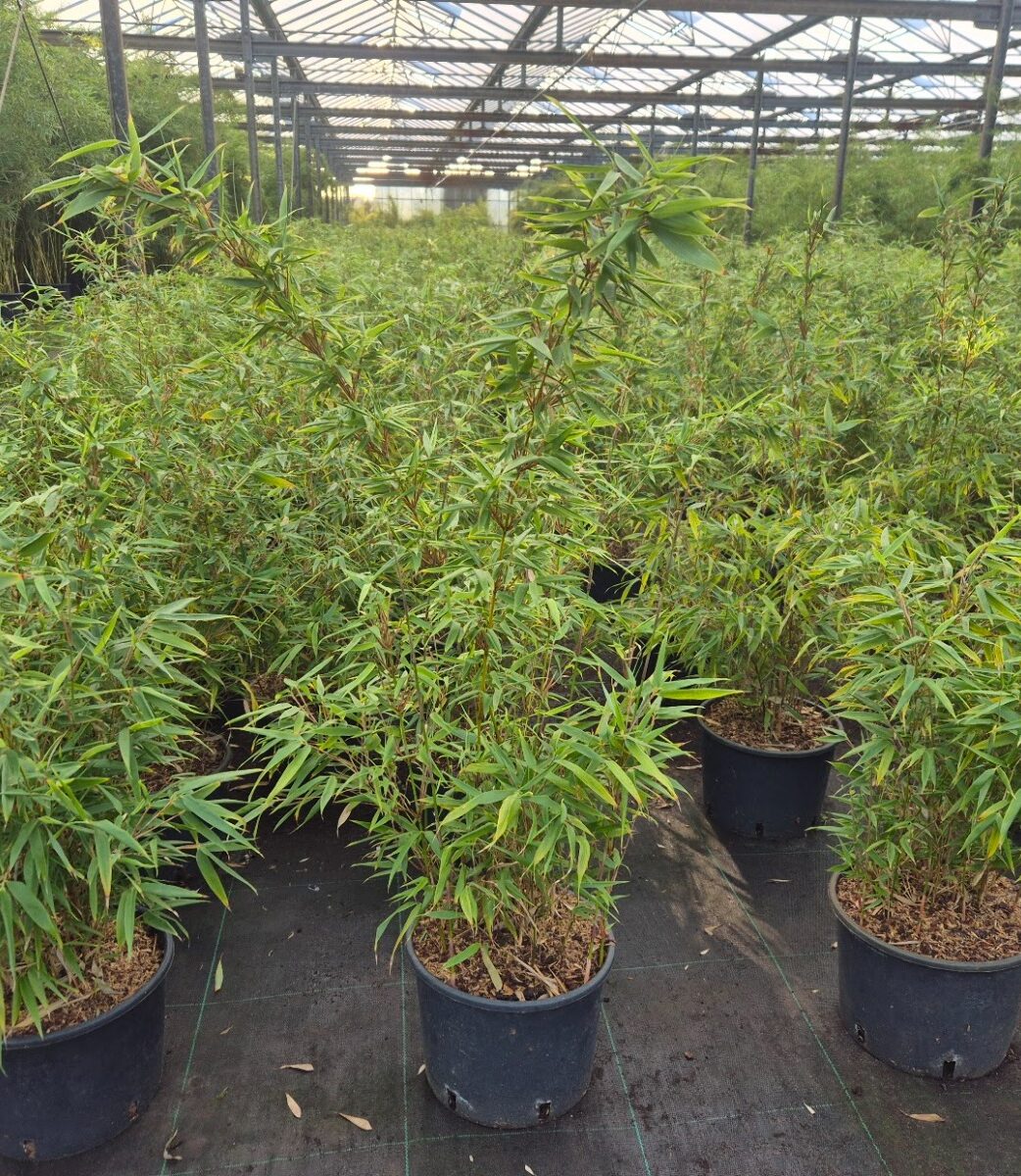 Scabrida Asian Wonder 75cm drie in doos