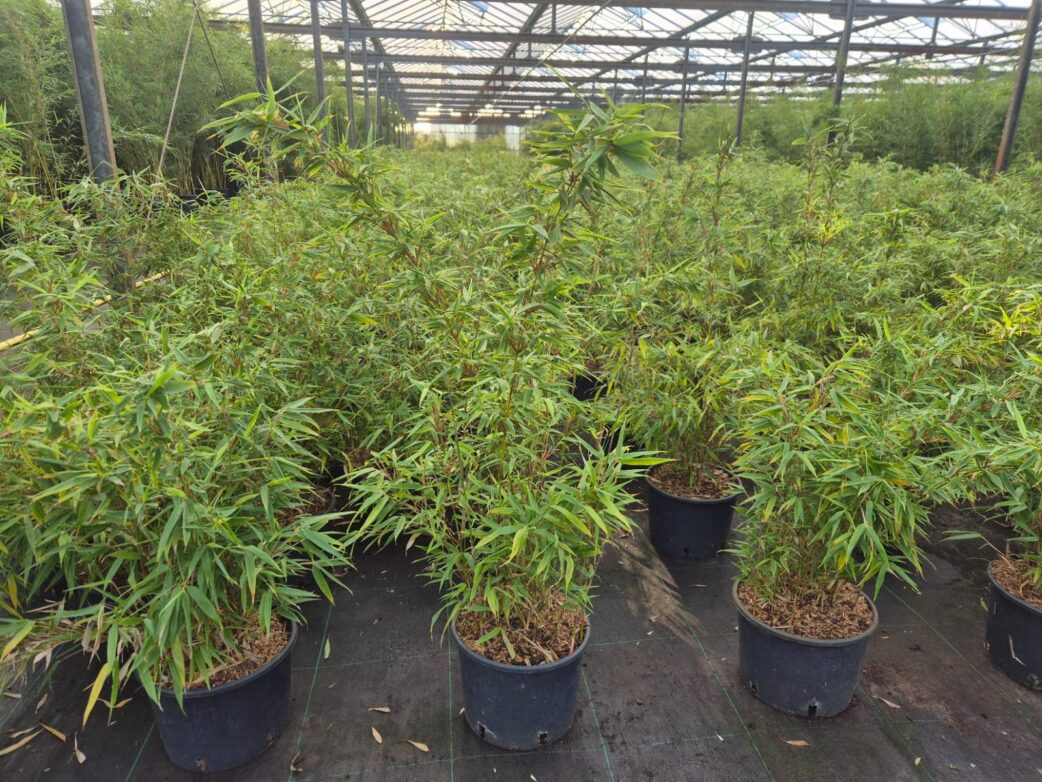 Scabrida Asian Wonder 75cm drie in doos Scabrida Asian Wonder 75cm drie in doos