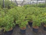 Scabrida Asian Wonder 75cm drie in doos