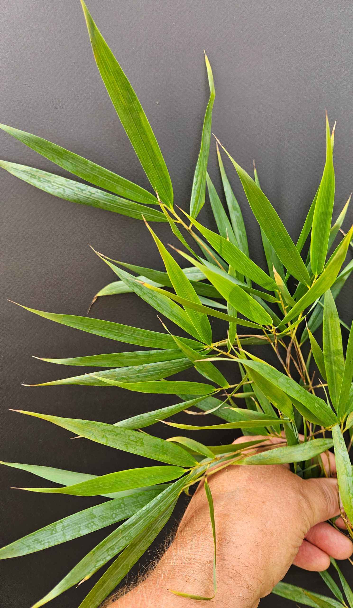 Fargesia Asian Wonder Bamboe 35L – 175+ cm