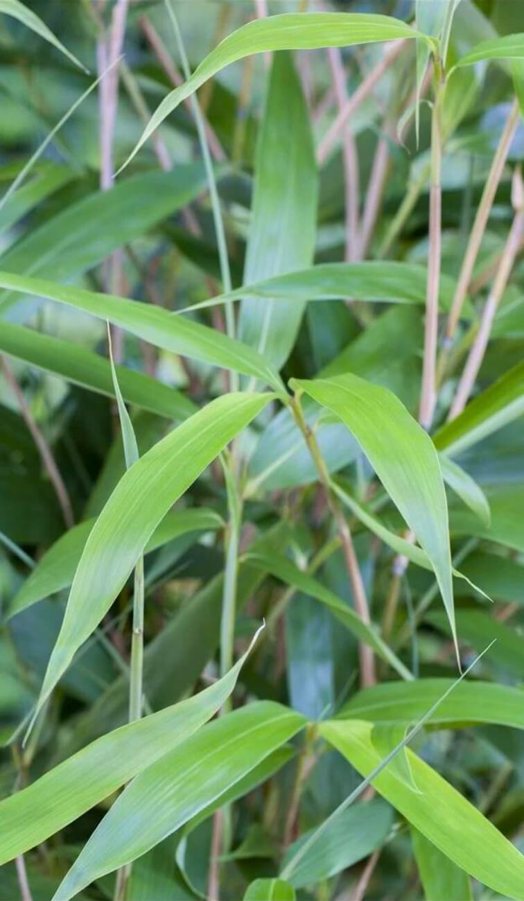 fargesia scabrida asian wonder jong blad