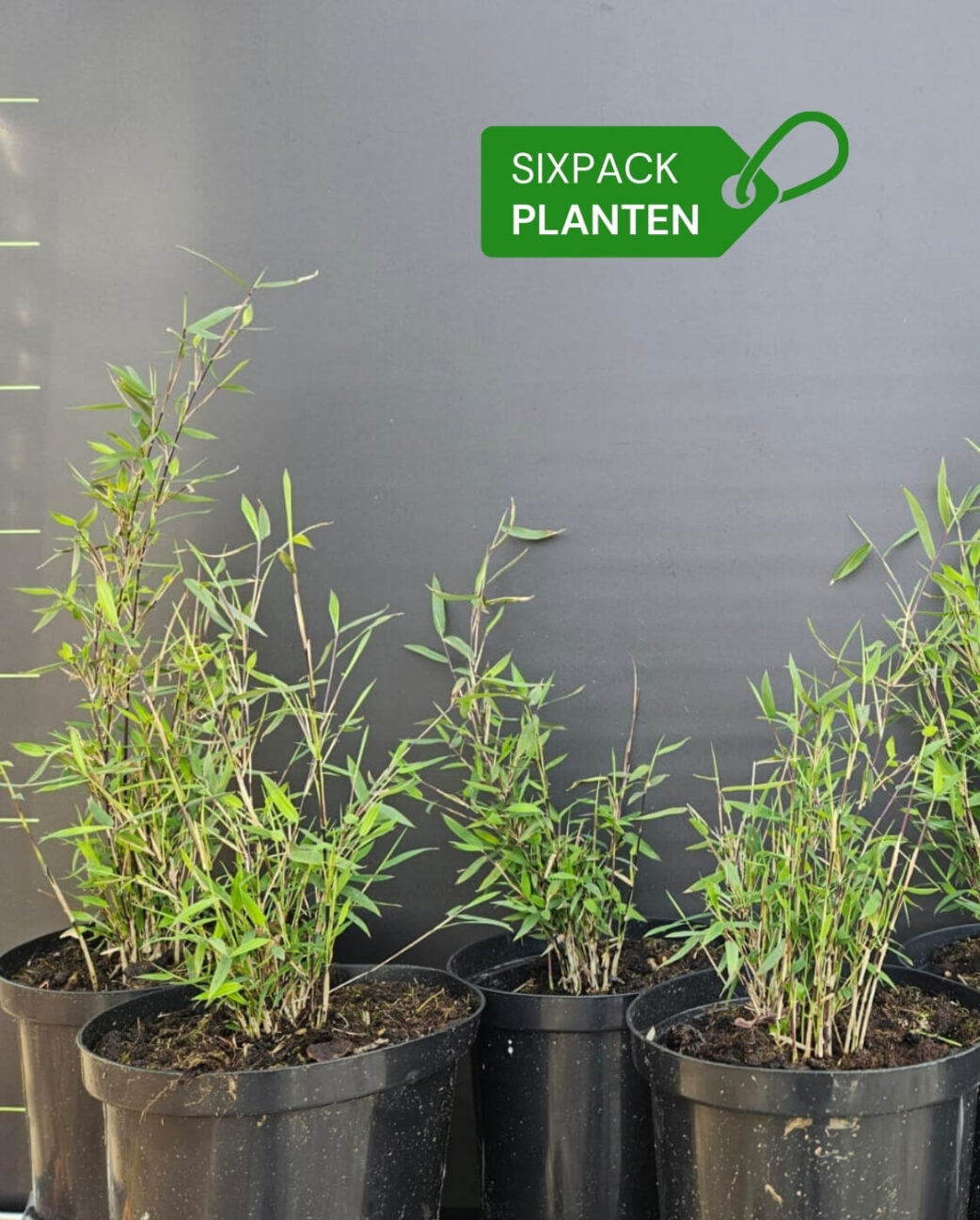 sixpack niet woekerende planten