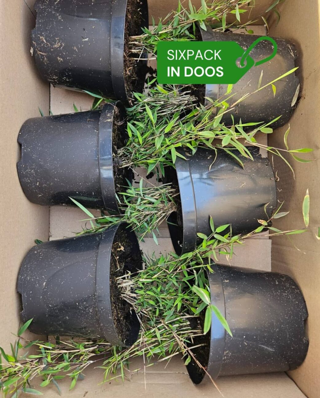 spectabilis bamboe sixpack in doos