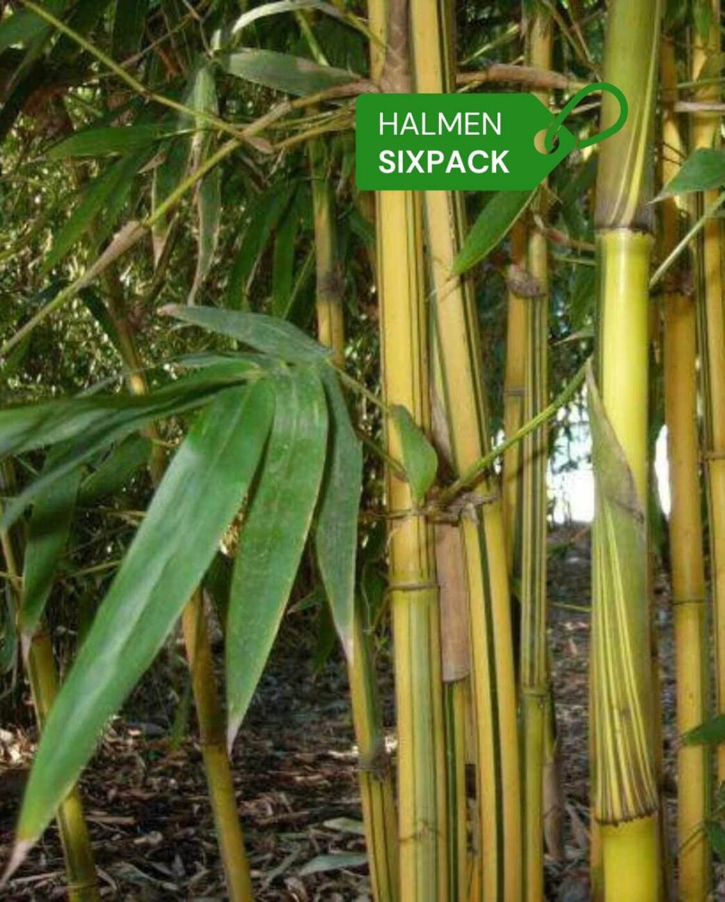 spectabilis halmen en blad sixpack