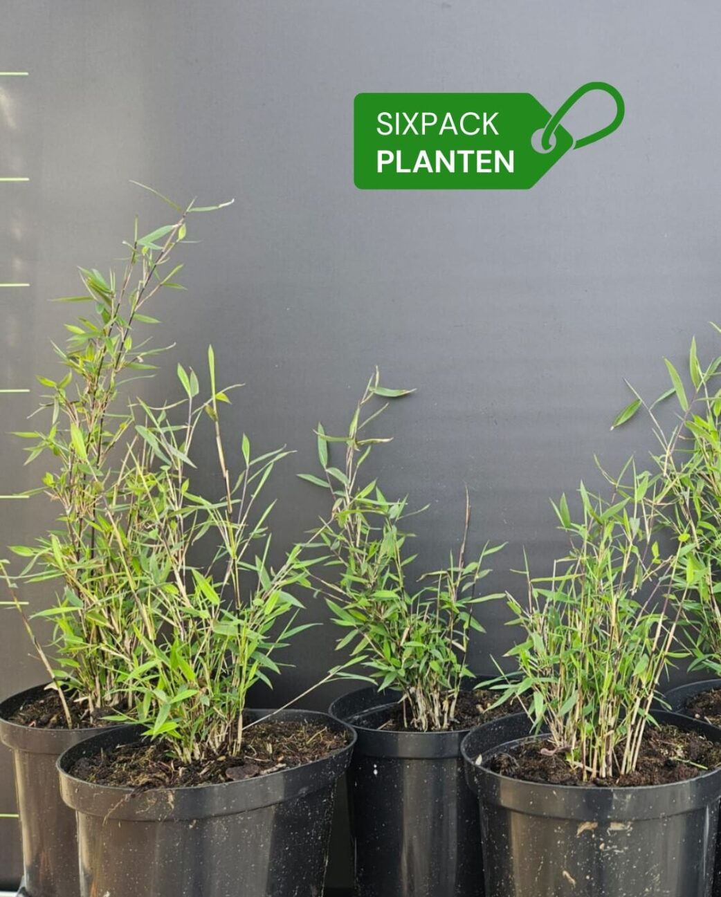 spectabilis woekerende bamboe planten