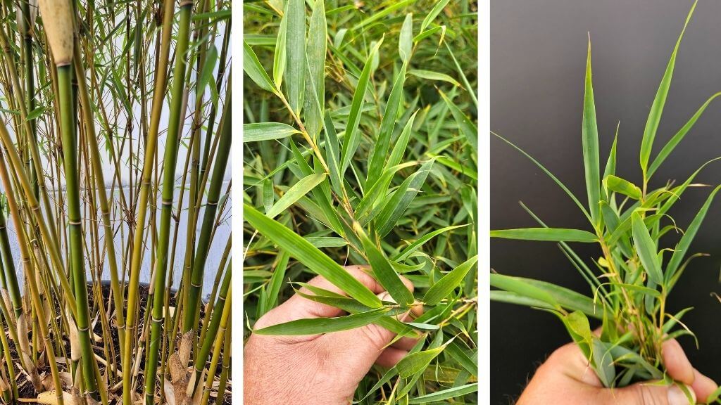 Robusta campbell bamboe blad en tak