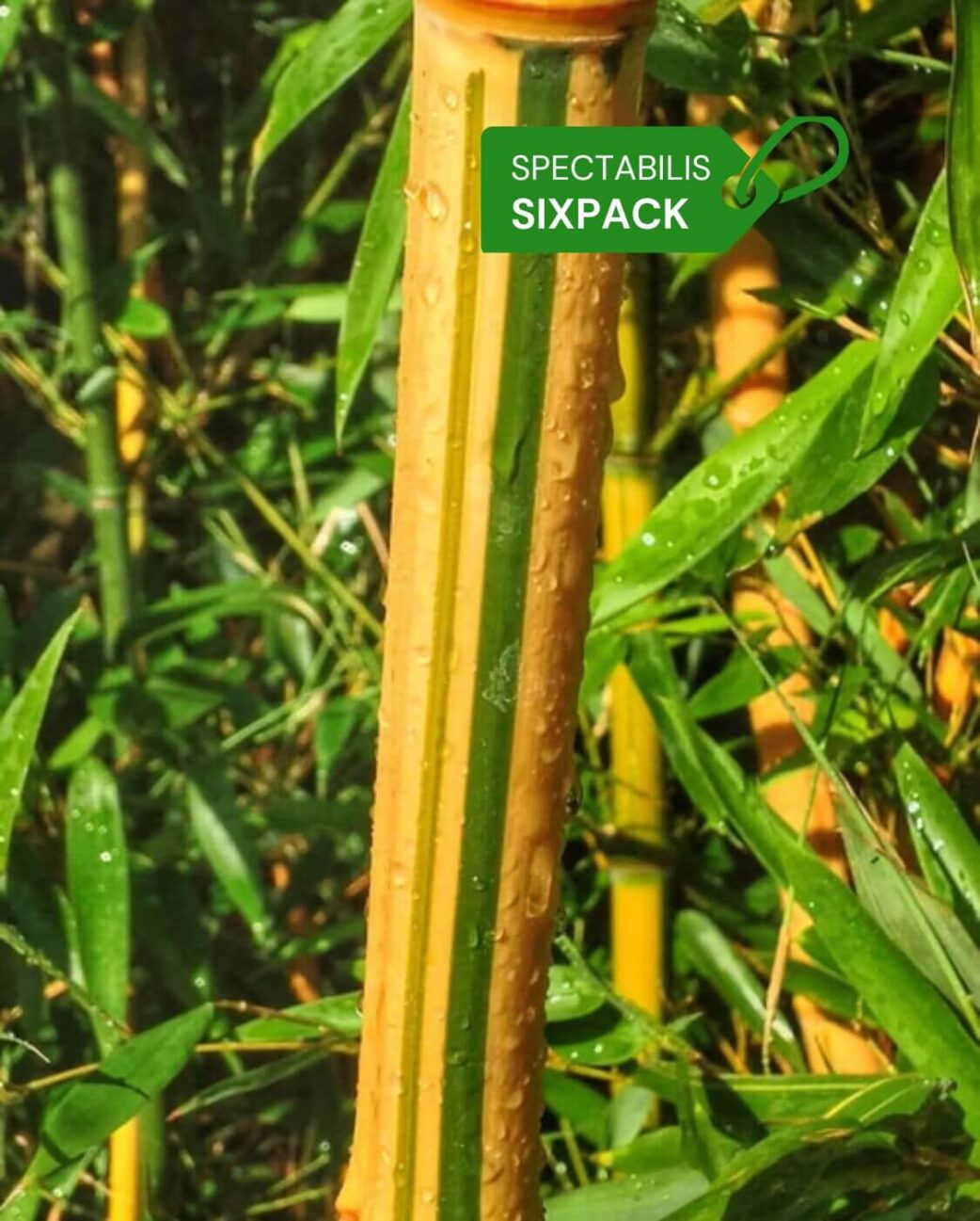 woekerende bamboe spectabilis sixpack